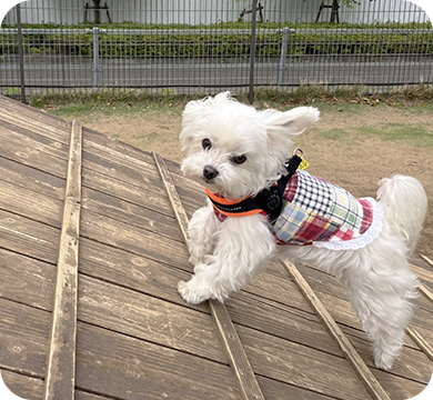 大切なペットの“かけがえのないカタチ”